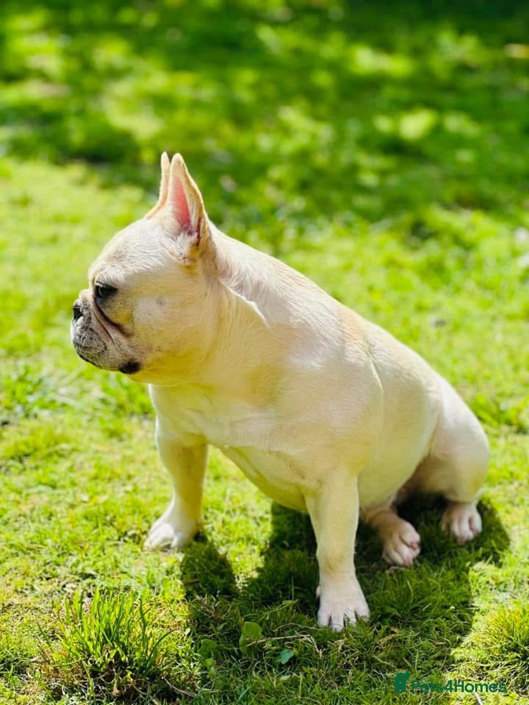 French Bulldog dogs for sale: French bulldog boy - Advert 5