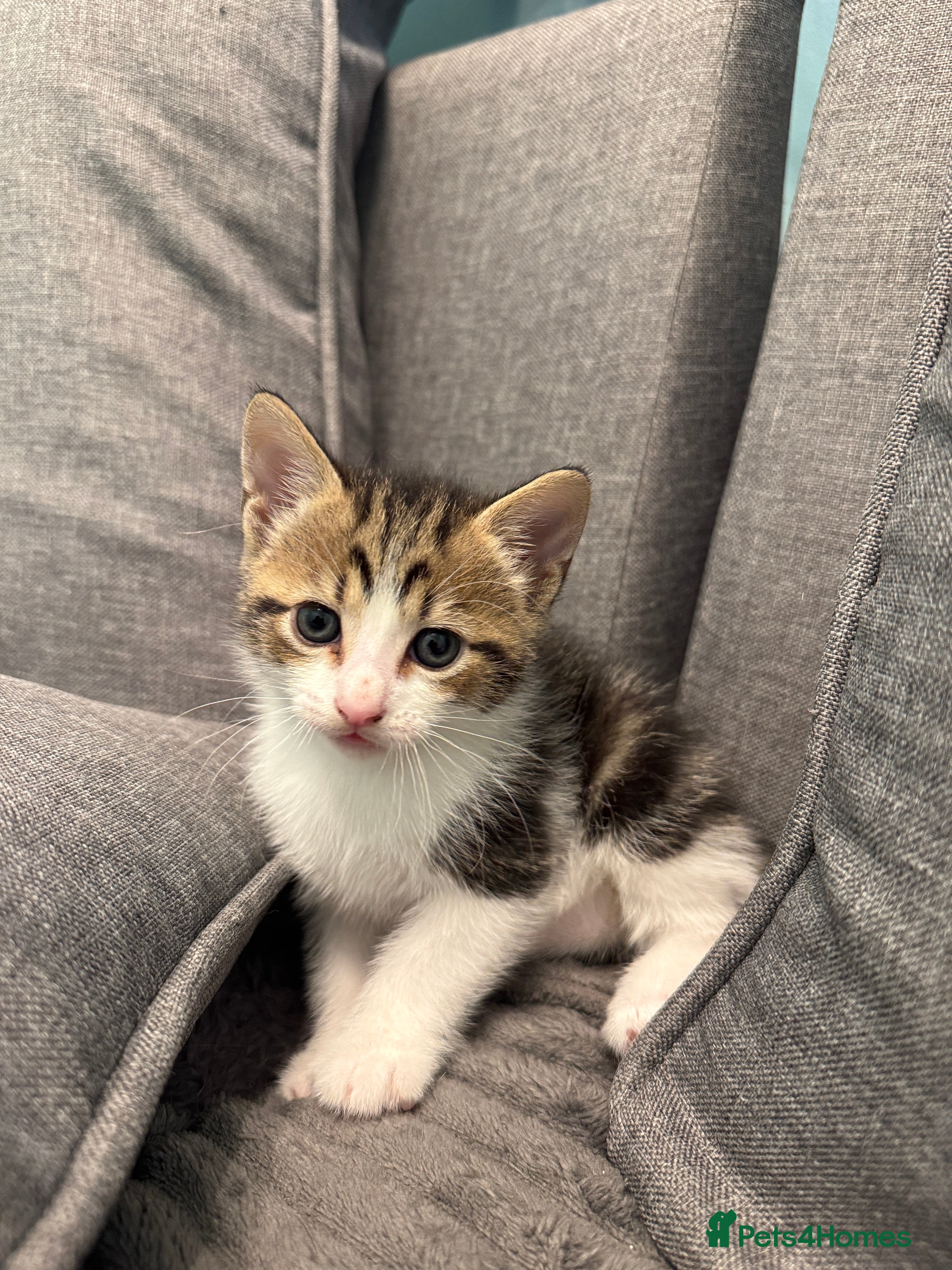 Mixed Breed cats for sale: Adorable Kittens Looking for Loving Homes 🐾 - Advert 10