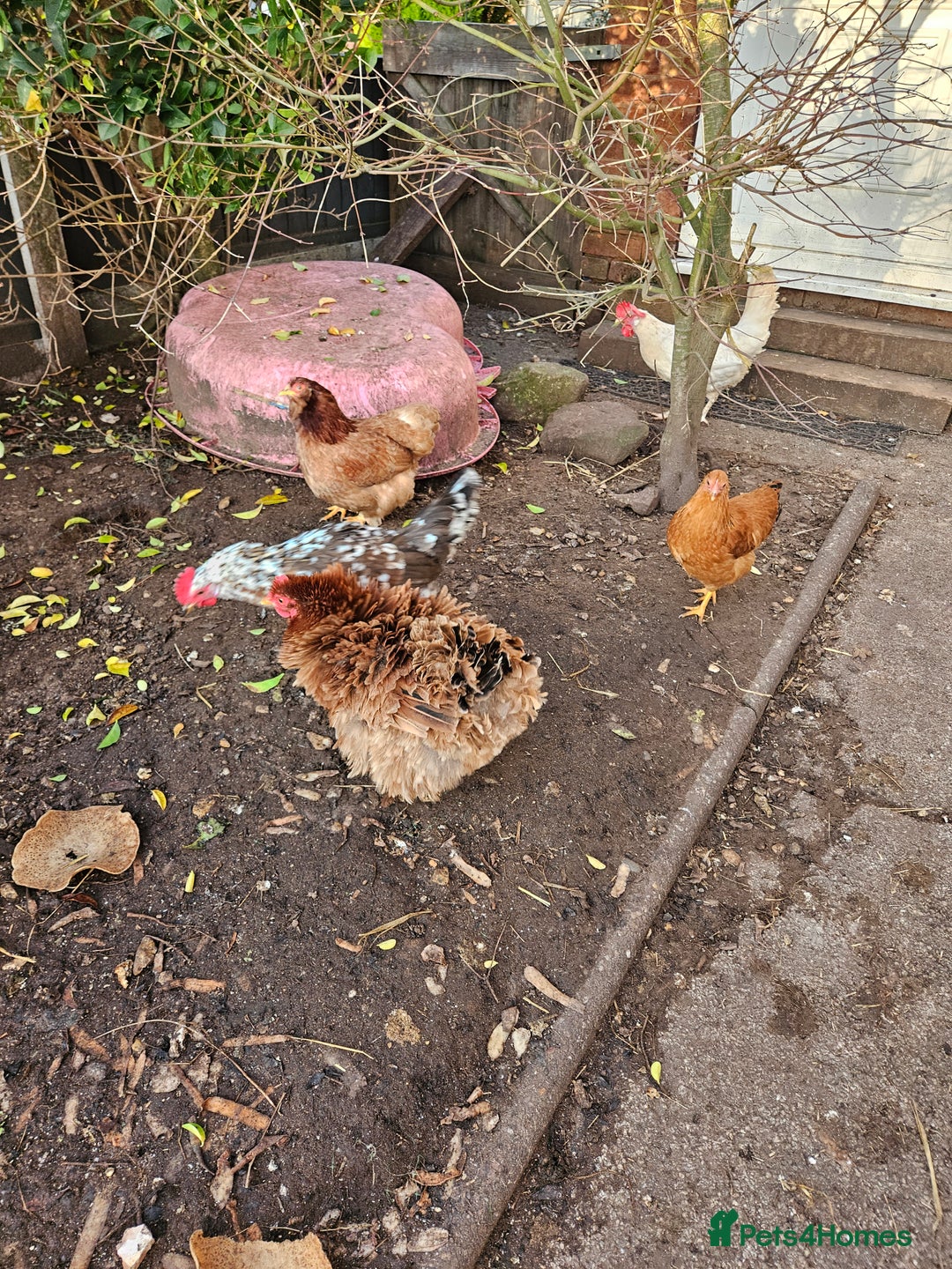 Chickens poultry for sale: 11 hens 1 cockrel  - Advert 18