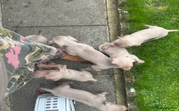 Weimaraner dogs for sale: Kc reg Weimaraner - Image 5