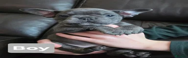 French Bulldog 4