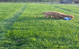 Golden Retriever dogs for sale: KC Registered Golden Retriever Puppies - Image 4