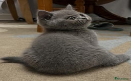 British Shorthair cats for sale: Six blue British shorthair kittens for sale  - Image 11