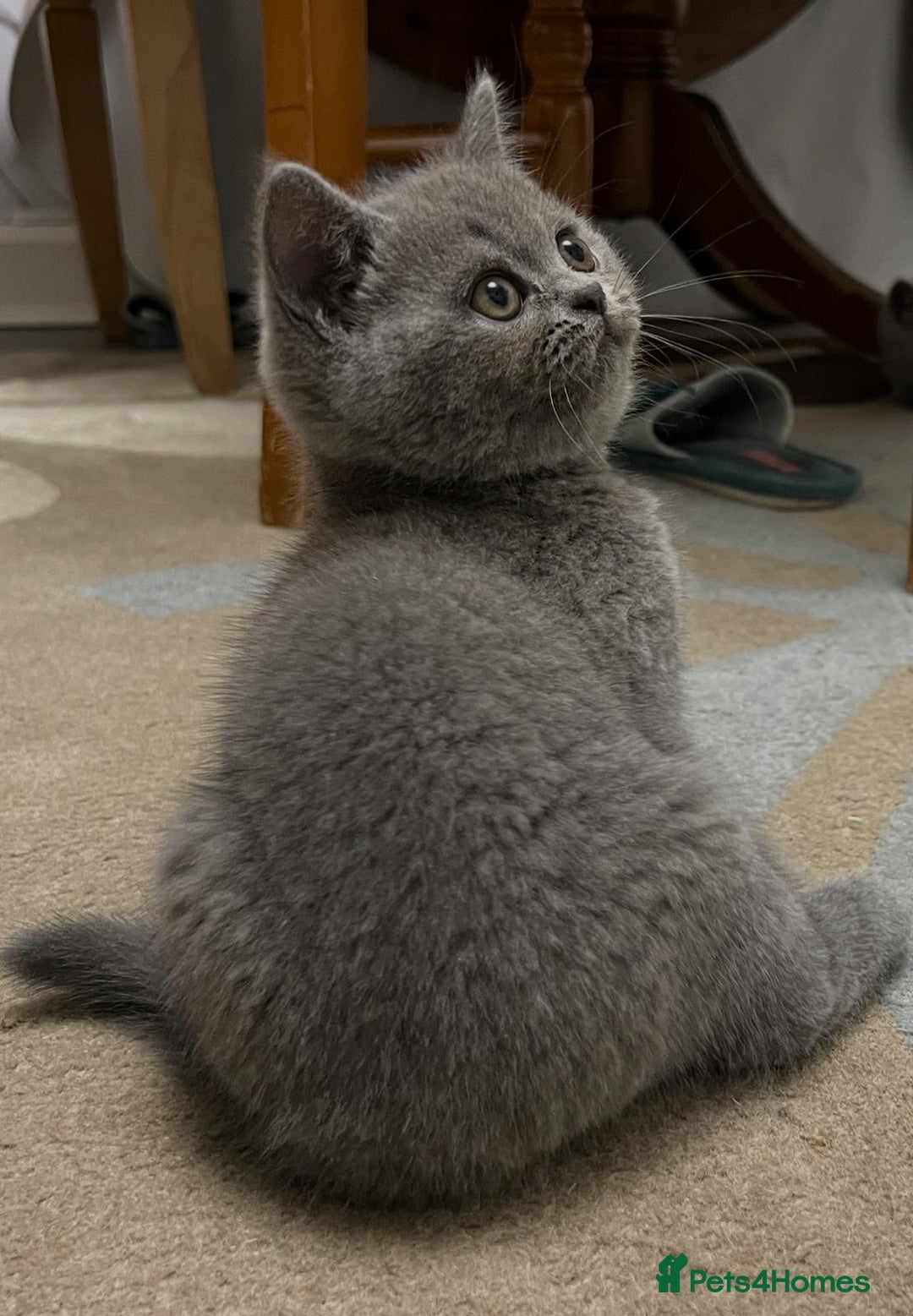 British Shorthair cats for sale: Six blue British shorthair kittens for sale  - Image 11