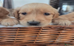 Golden Retriever dogs for sale: 🧡Beautiful Red Working golden retriever puppies🧡 - Image 12