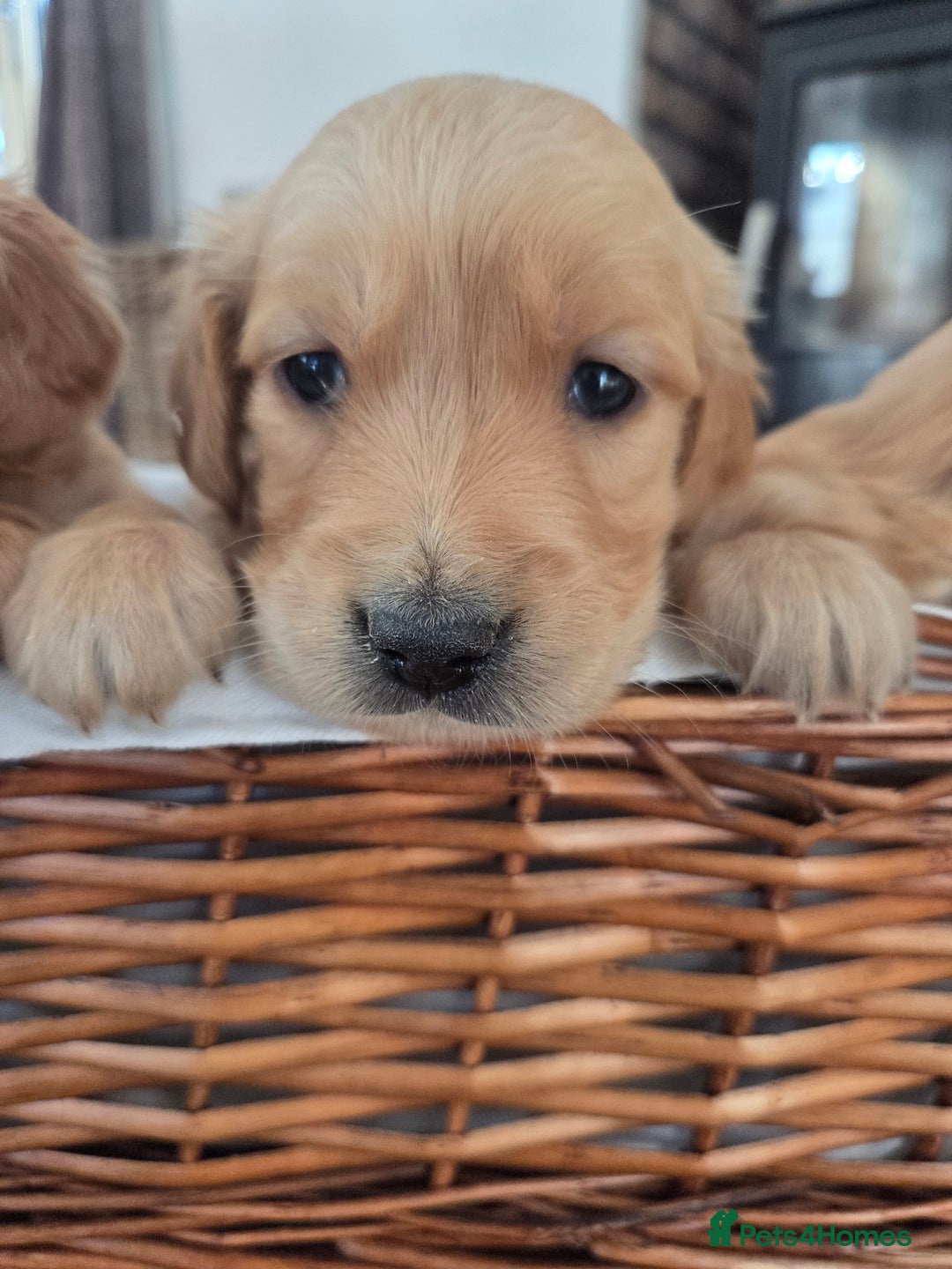 Golden Retriever dogs for sale: 🧡Beautiful Red Working golden retriever puppies🧡 - Image 12