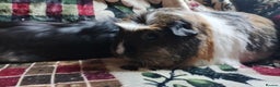 Guinea Pig rodents for sale: Mother and daughter pair of female guinea pigs  - Advert 2