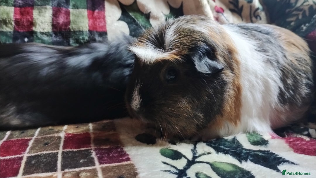 Guinea Pig rodents for sale: Mother and daughter pair of female guinea pigs  - Advert 2
