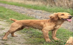 Cocker Spaniel dogs for stud: Proven Health tested Cocker spaniel for stud  in Loughborough - Image 1