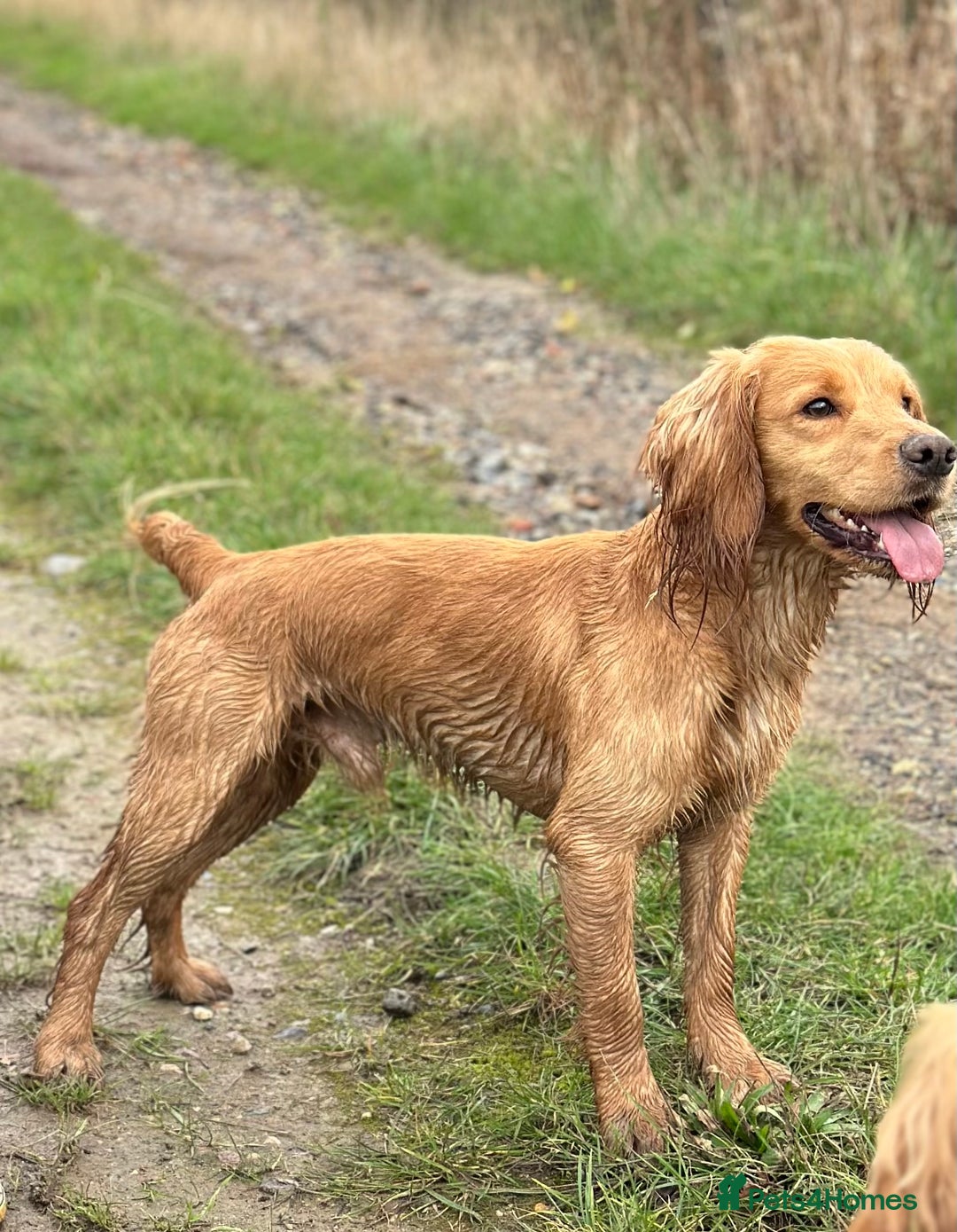 Cocker Spaniel dogs for stud: Proven Health tested Cocker spaniel for stud  in Loughborough - Image 1