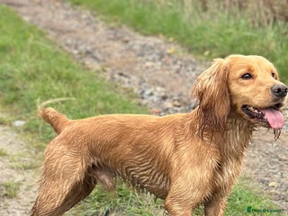 Cocker Spaniel dogs in Loughborough - Advert 14