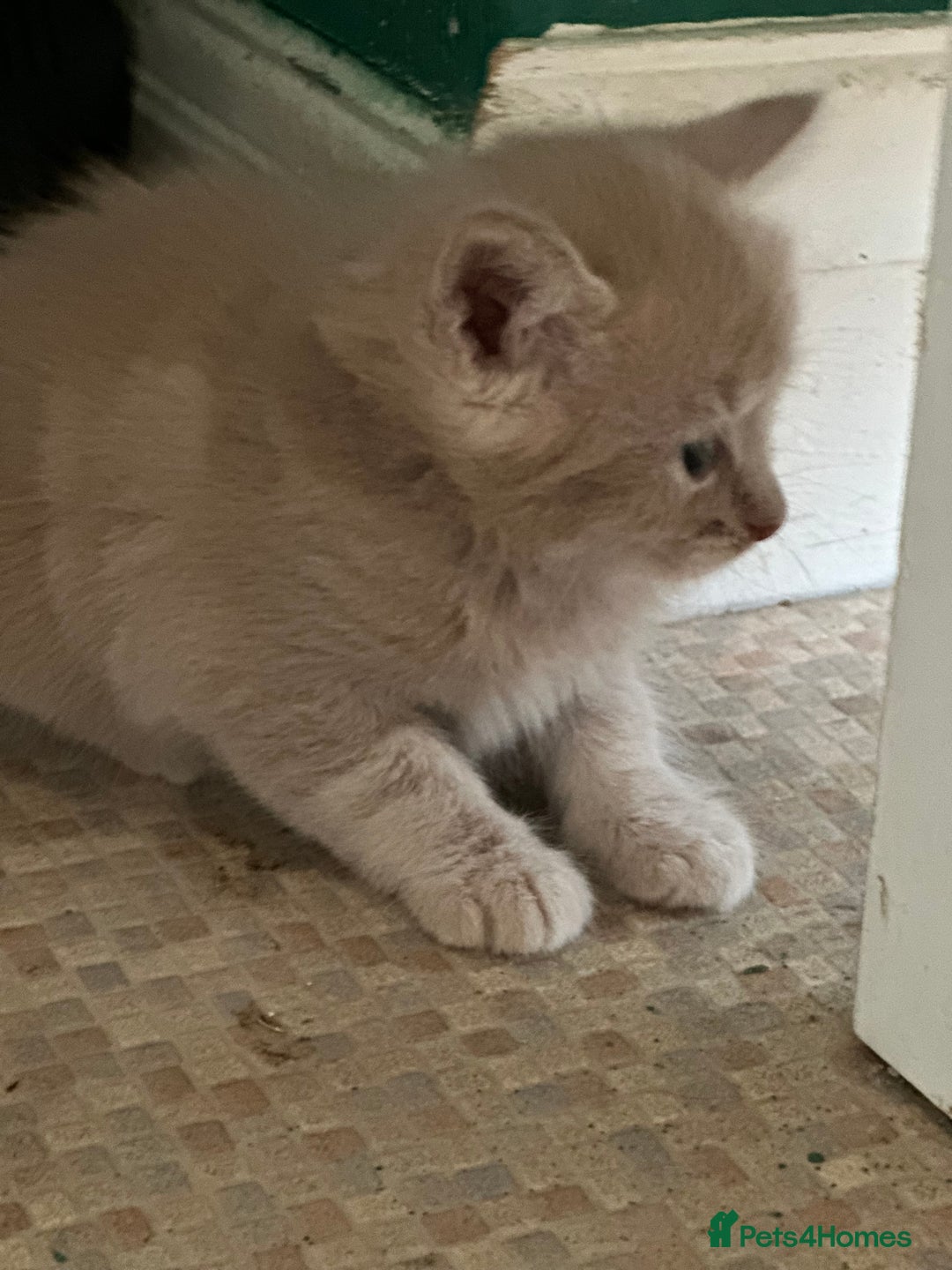Mixed Breed cats for sale: Beautiful litter off kittens  - Image 30