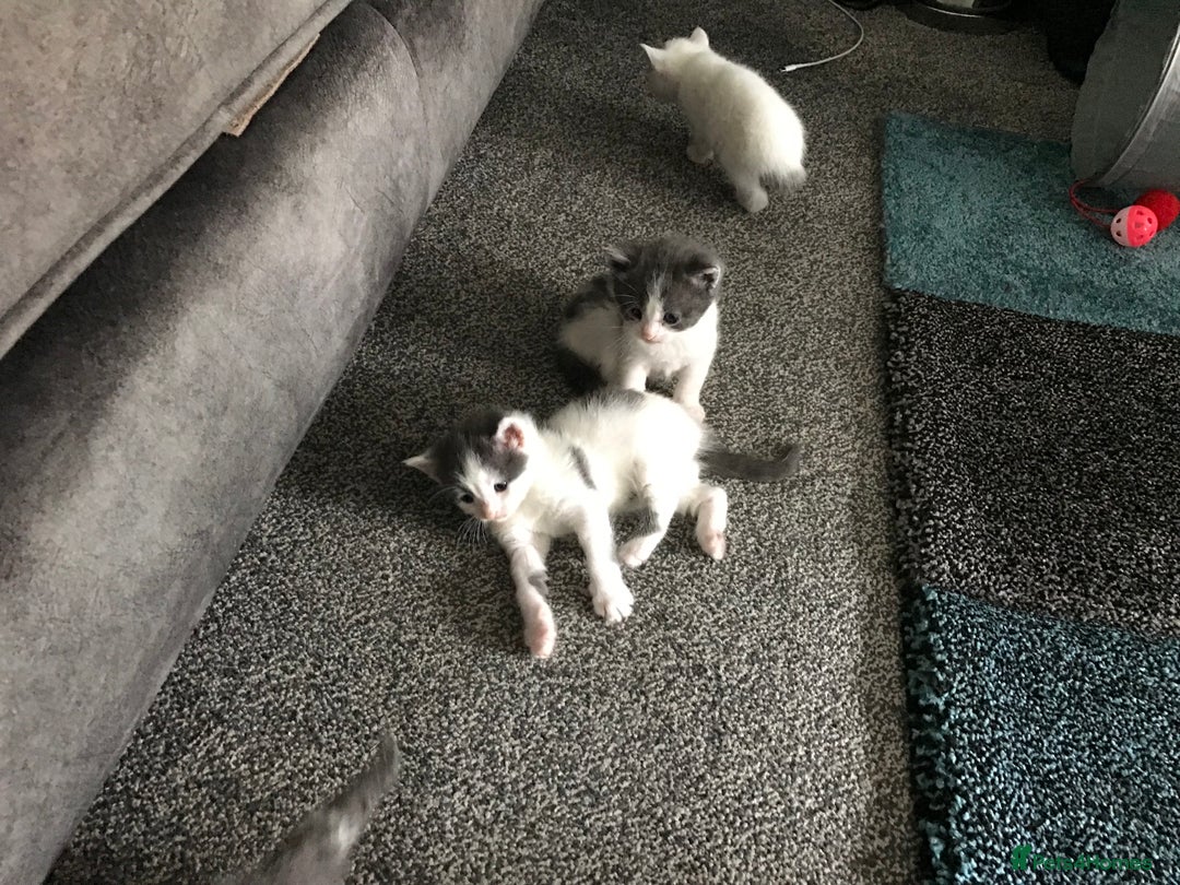 Mixed Breed cats for sale: Cheryl  - Image 7