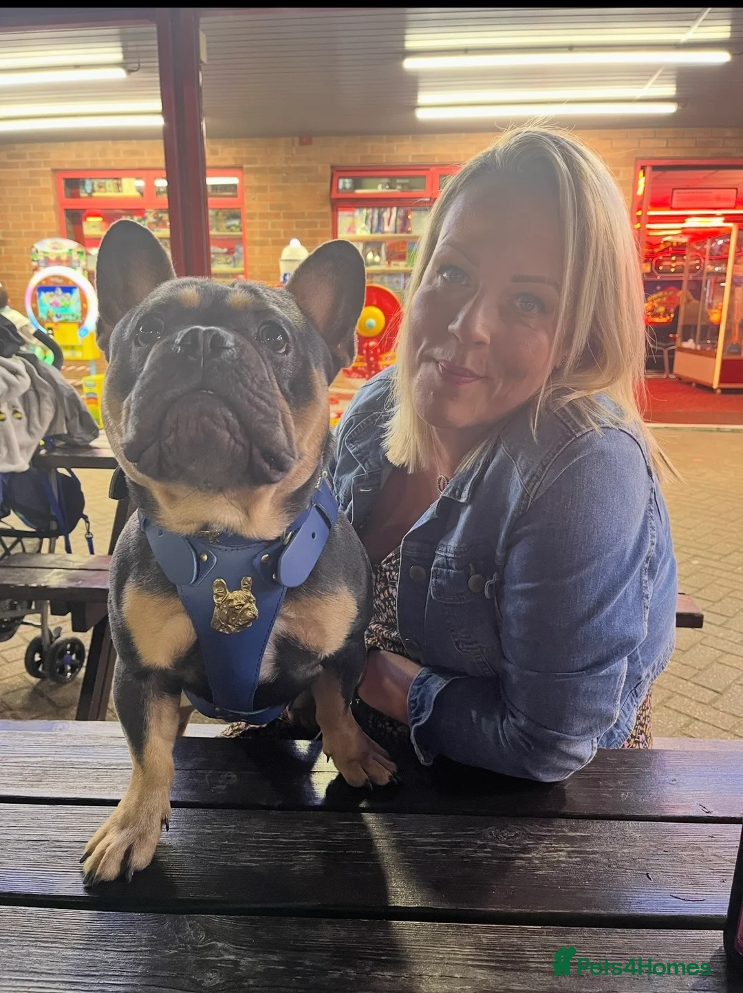 French Bulldog dogs for stud: Rocking Rico for Stud KC and DWKC registered  - Advert 1