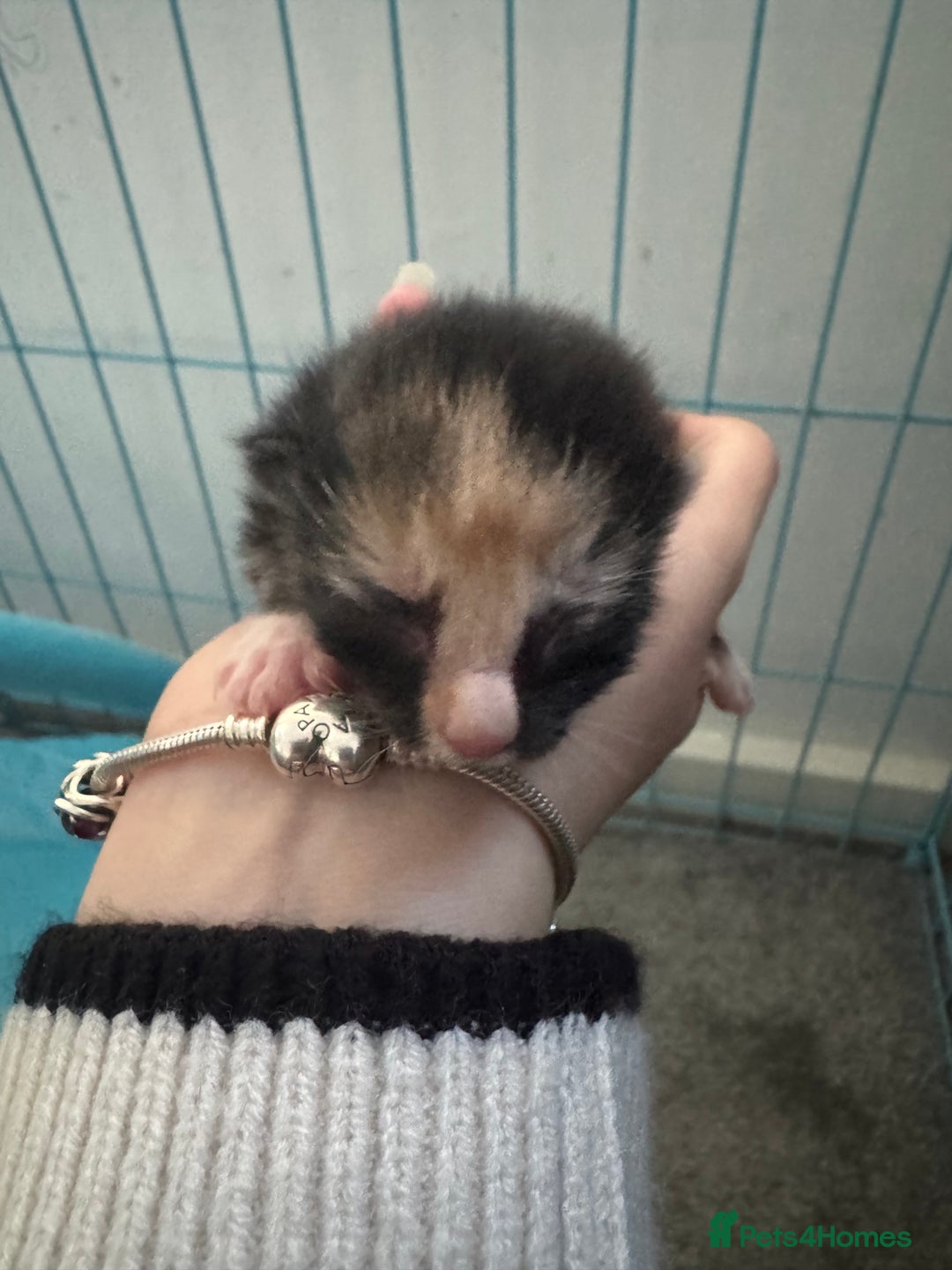 Mixed Breed cats for sale: 5 beautiful kittens PLEASE READ DESCRIPTION  - Advert 6