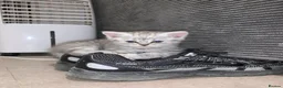 Scottish Fold cats for sale: Scottish fold/bombay kittens  - Advert 5
