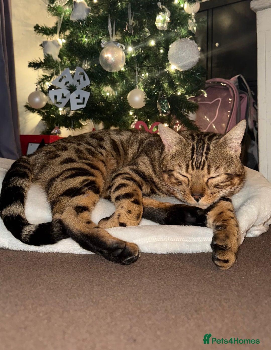 Bengal cats for sale: Beautiful bengal for sale - Advert 1