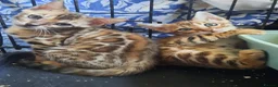 Bengal cats for sale: Stunning litter of brown rosetted Bengal cubs  - Advert 11