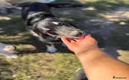 Mixed Breed dogs for adoption: GIZMO - a Lovely young boy for a Loving Home - Image 8