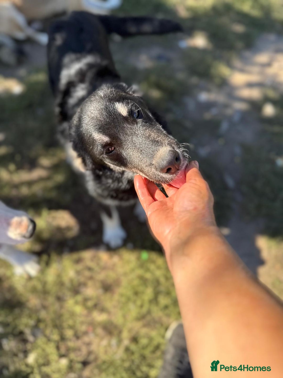 Mixed Breed dogs for adoption: GIZMO - a Lovely young boy for a Loving Home - Image 8