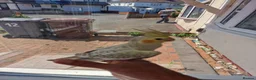 Cockatiels birds for sale: Super silly tamed baby cockatiels  - Advert 7