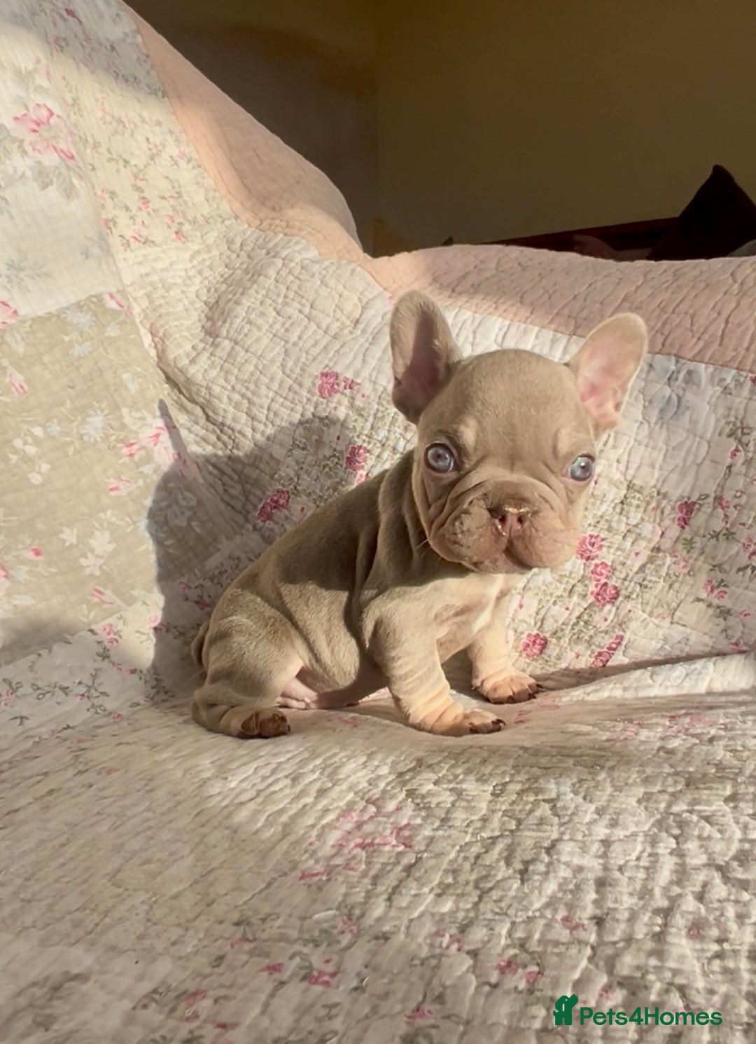 French Bulldog dogs for sale: Outstanding Frenchie Babies  - Advert 4