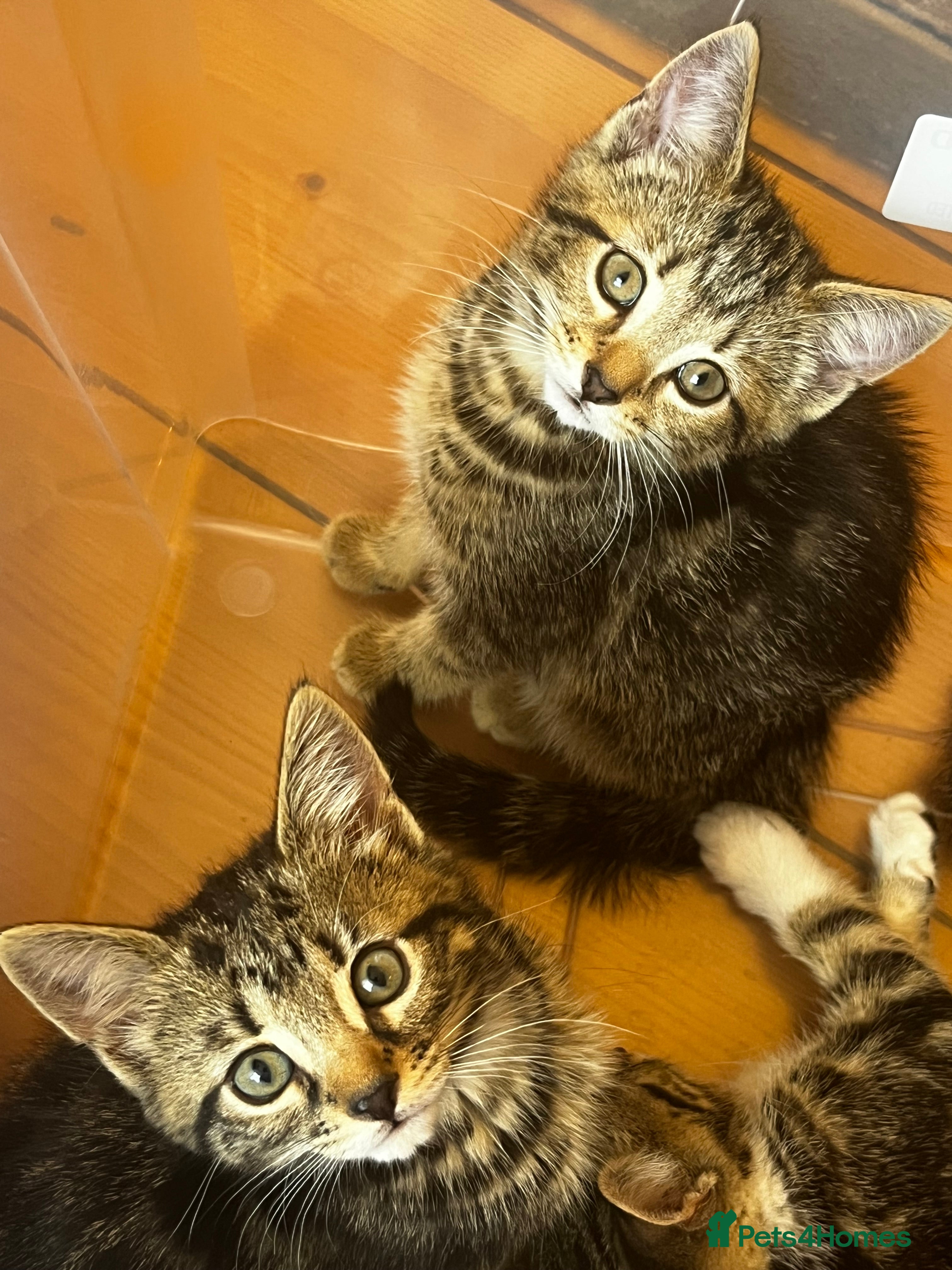 Mixed Breed cats for sale: Beautiful Tabby kittens for sale  - Advert 3
