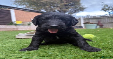 Labradoodle dogs - Advert 14