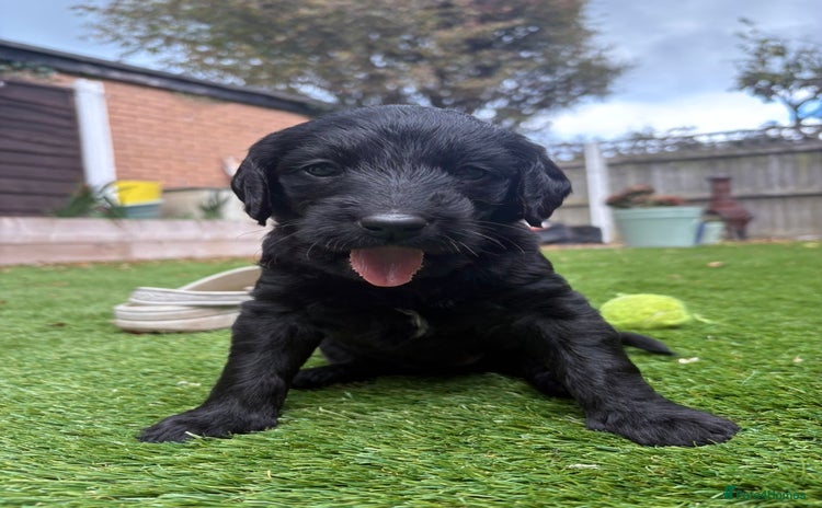 Labradoodle dogs Ready to go Labradoodle vaccinated & microchipped  - Advert 15
