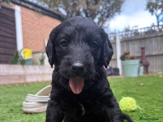 Labradoodle dogs Ready to go Labradoodle vaccinated & microchipped - Advert 5