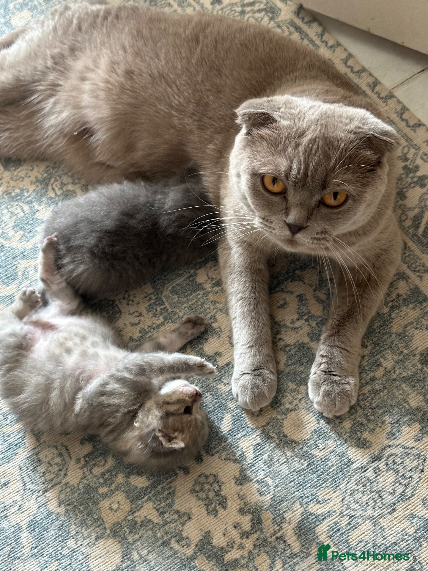 Mixed Breed cats Mixed blue British shorthair female kitten - Advert 13