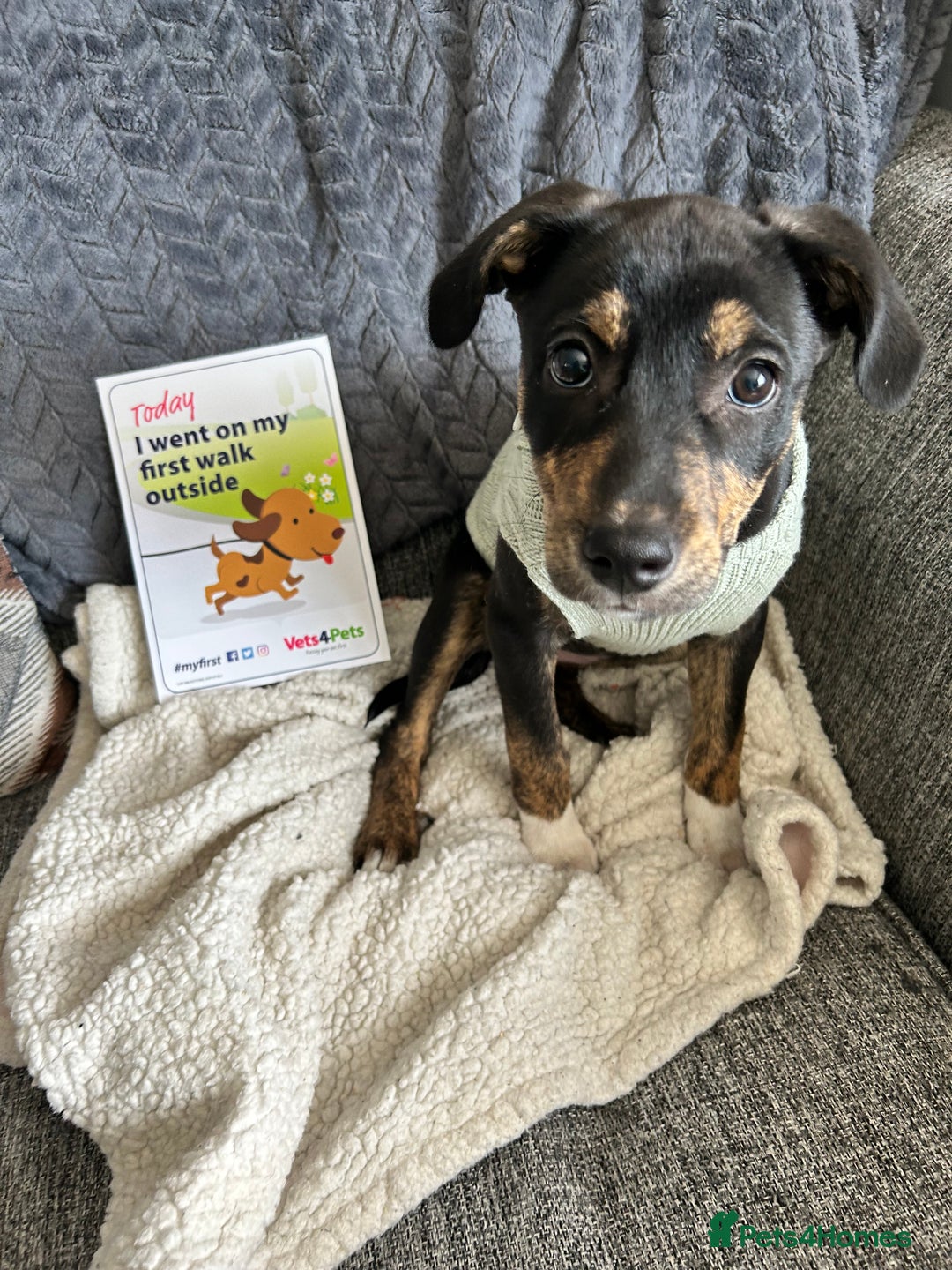 Mixed Breed dogs for sale: Beautiful 2.5 years old Daisy  - Image 11