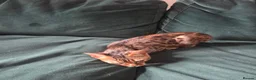 Bengal cats for sale: Female Bengal  - Advert 5