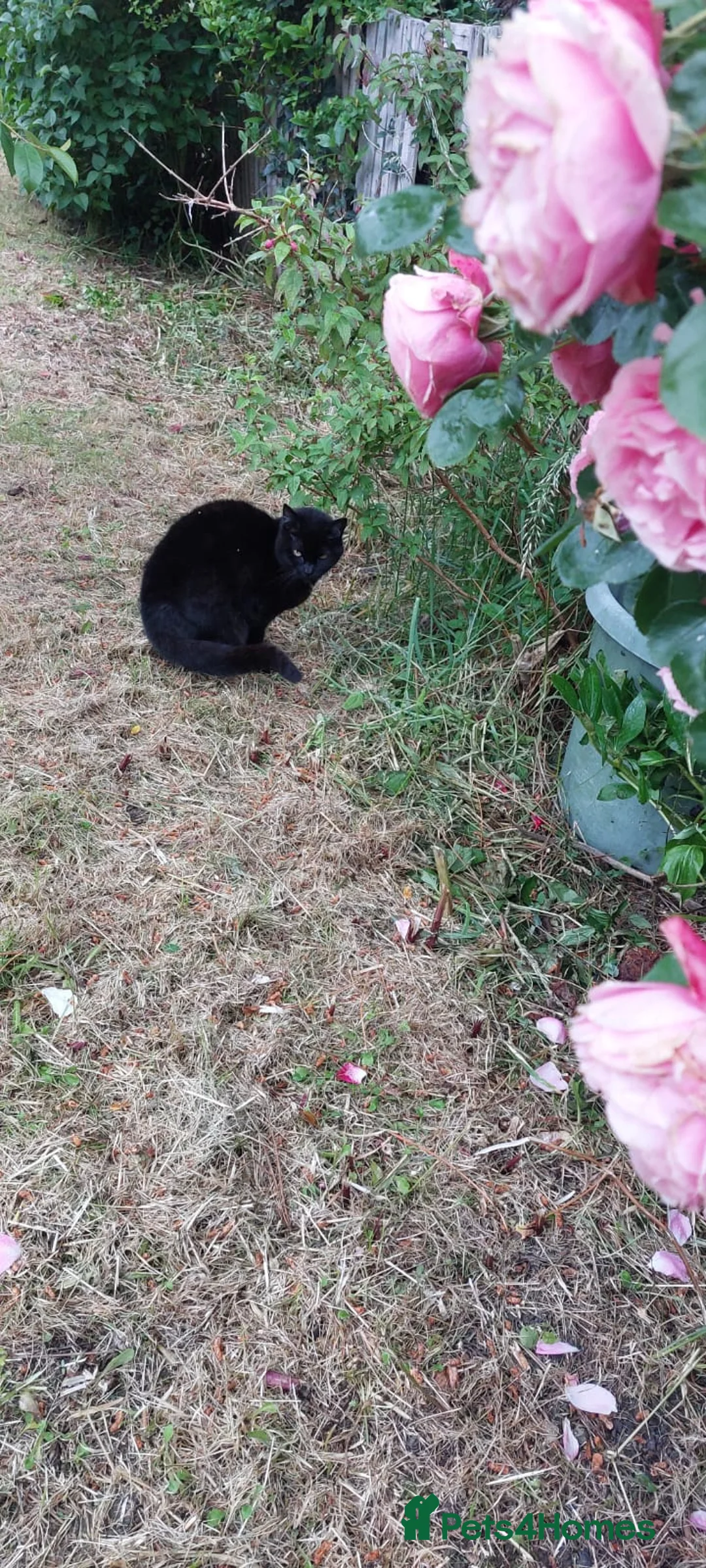 Domestic Shorthair cats for sale: 3 domestic cats in Bristol - Advert 2