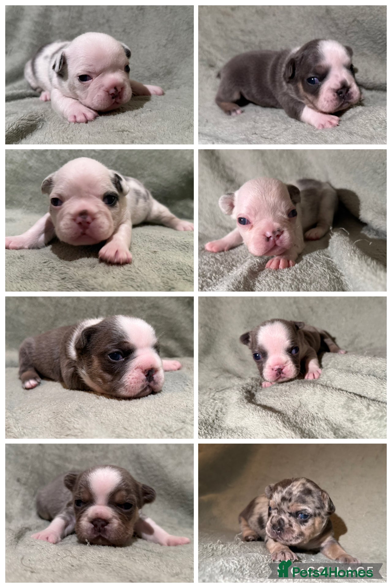 French Bulldog dogs 5 LEFT Beautiful KC reg French Bulldog puppies - Advert 10