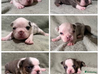 French Bulldog dogs 5 LEFT Beautiful KC reg French Bulldog puppies - Advert 10
