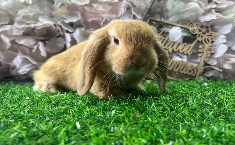 Mini Lop rabbits - Advert 3