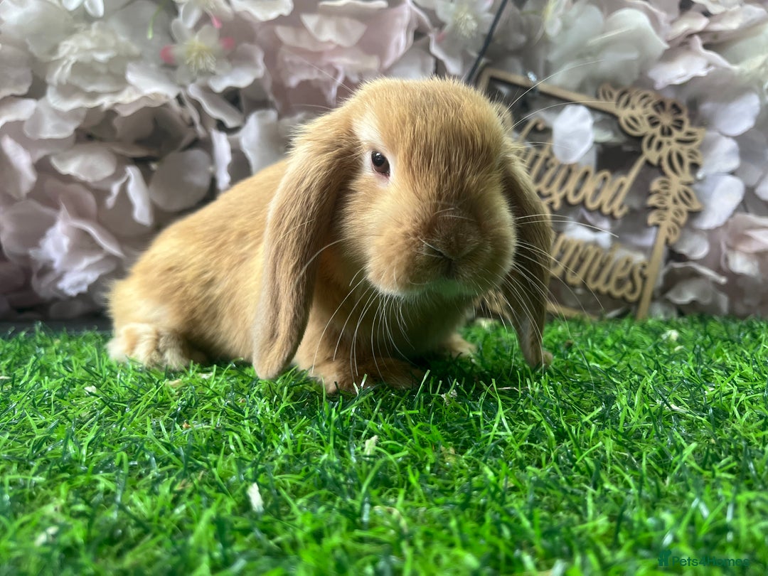 Mini Lop rabbits for sale: Pure mini lop  - Image 1