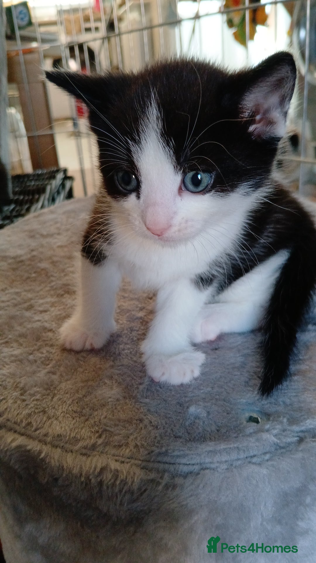 British Shorthair cats for sale: 2 kittens left. 1 girl and 1 boy left - Image 4