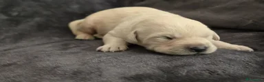 Goldador Puppy 7