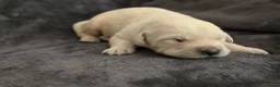 Goldador dogs for sale: 🐾 Beautiful Goldador Puppies Raised with Love 🐶 in Coventry - Advert 22