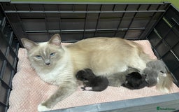 Ragdoll cats for sale: Lovely, healthy, playful, ragdoll cross kittens - Image 9