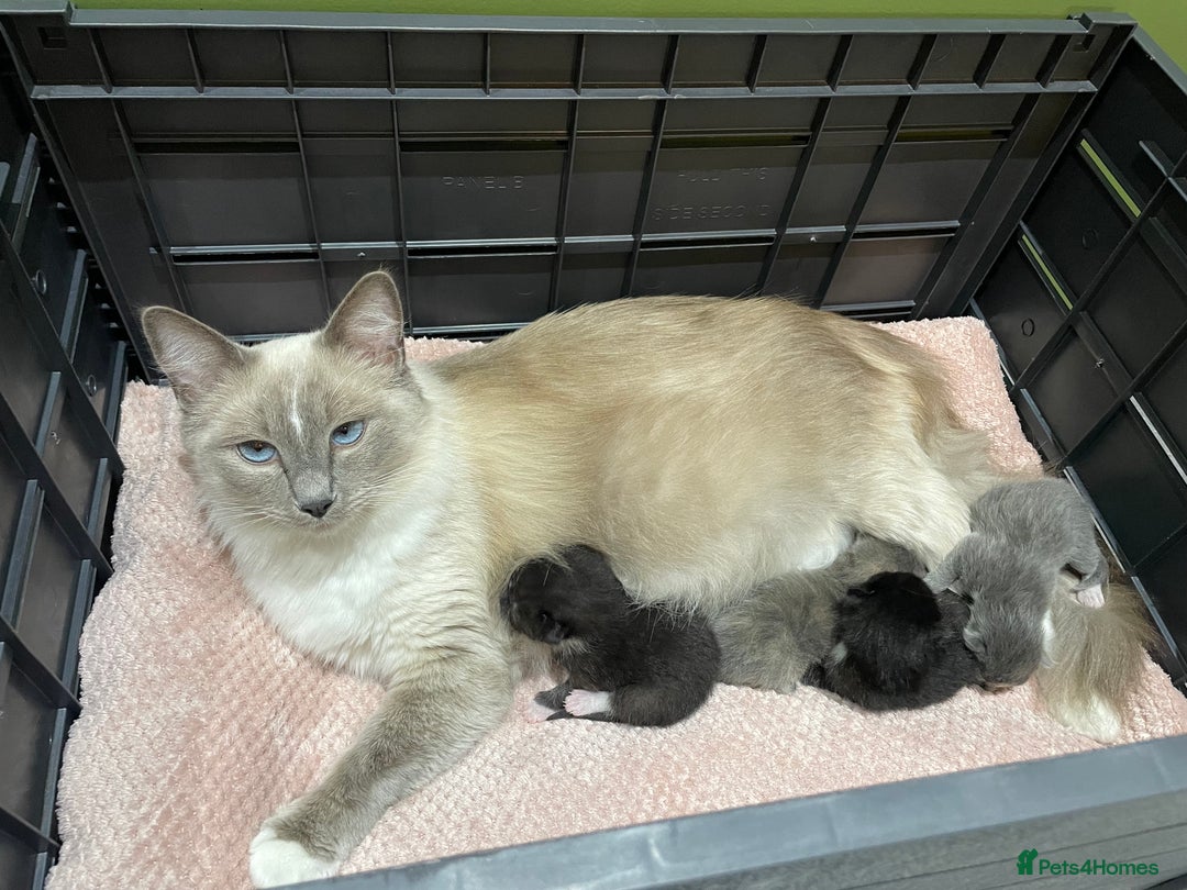 Ragdoll cats for sale: Lovely, healthy, playful, ragdoll cross kittens - Image 9