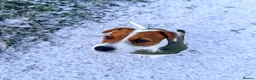 Parson Russell dogs for stud: KC Registered Parson Russell Terrier Stud - Advert 3