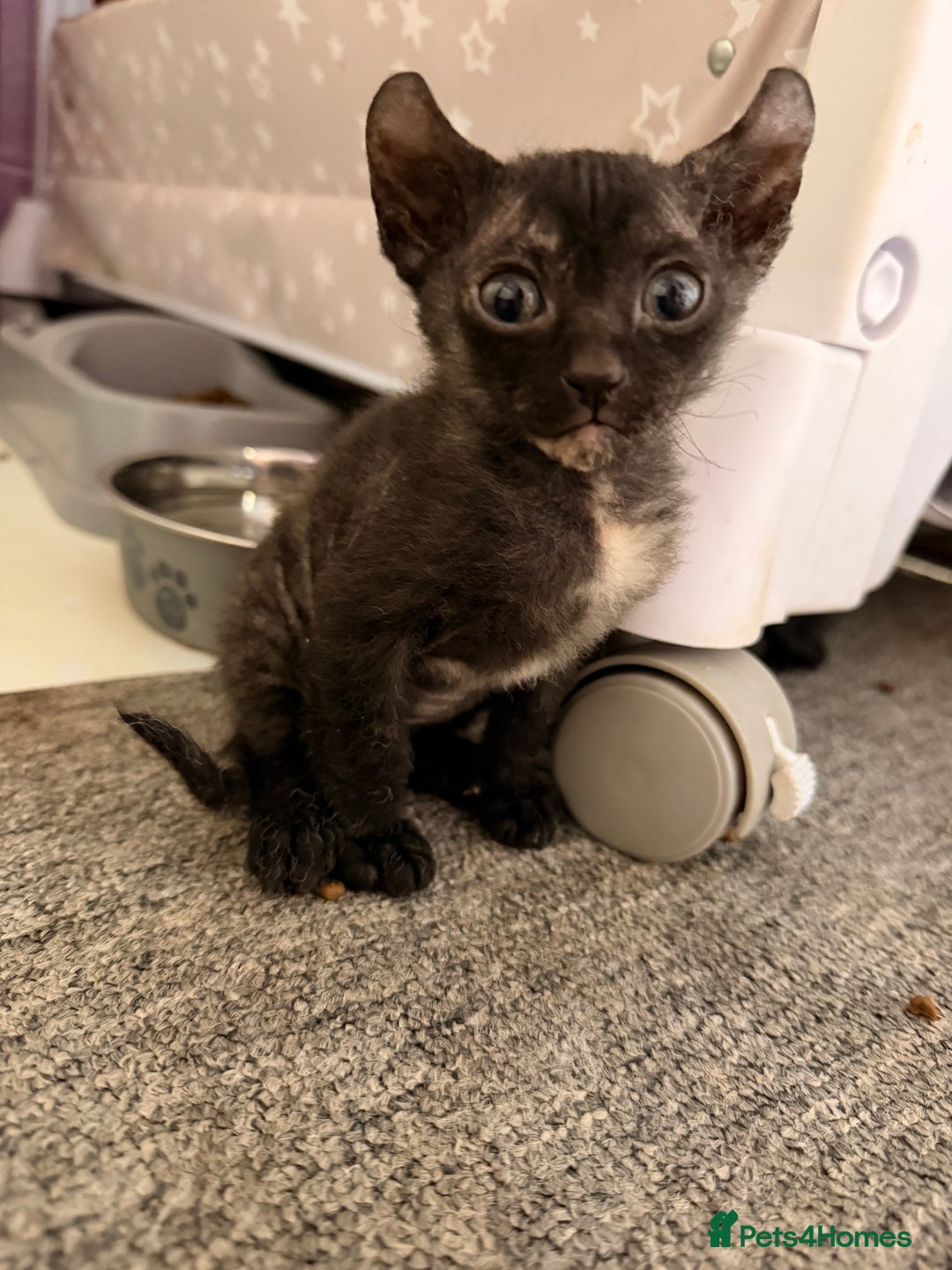 Sphynx cats for sale: Beautiful Sphynx and Elf kittens 🐾🩵🩷 - Advert 9