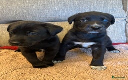 Mixed Breed dogs for sale: Labrador Cross Husky Girls  - Image 5