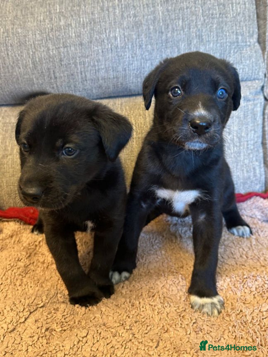 Mixed Breed dogs for sale: Labrador Cross Husky Girls  - Image 5