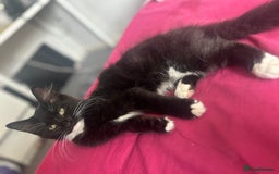 Maine Coon cats for sale: Maine coon boys - Image 3