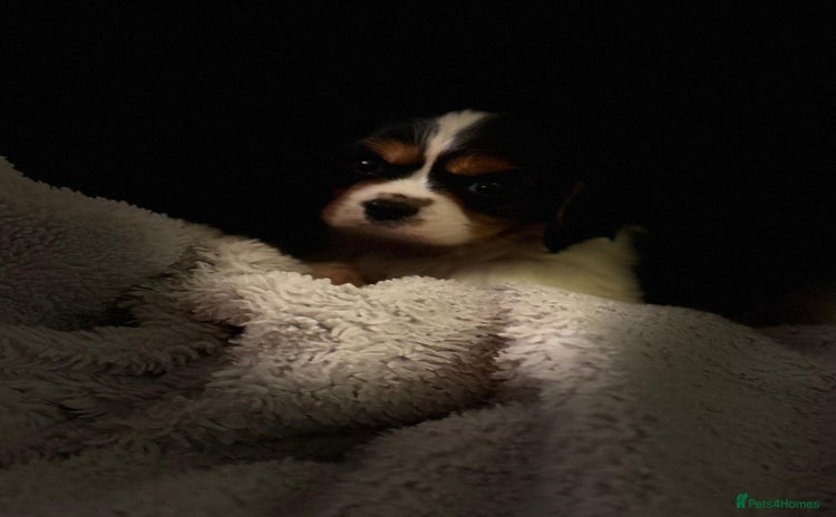Cavalier King Charles Spaniel dogs - Advert 14
