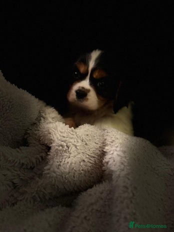 Cavalier King Charles Spaniel dogs - Advert 1